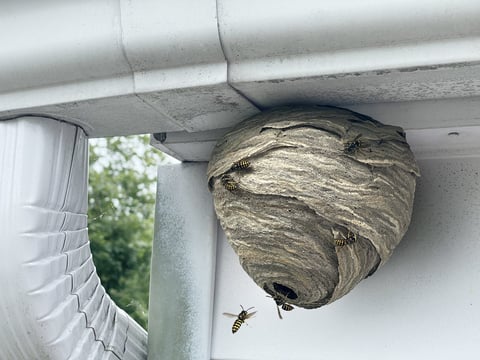 Wasp nest attached to home outdoor wall and roof as a gray paper colony of hornets
