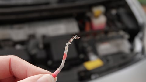 Close up of an automotive wire that was chewed and destroyed by rodents