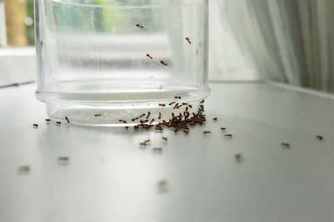 Close up mass of ants on glass searching for food