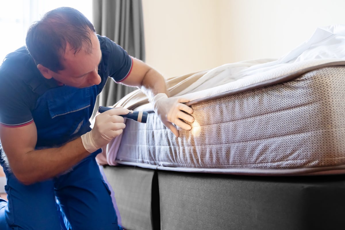 Bed bug infestation and treatment service showing professional extermination process