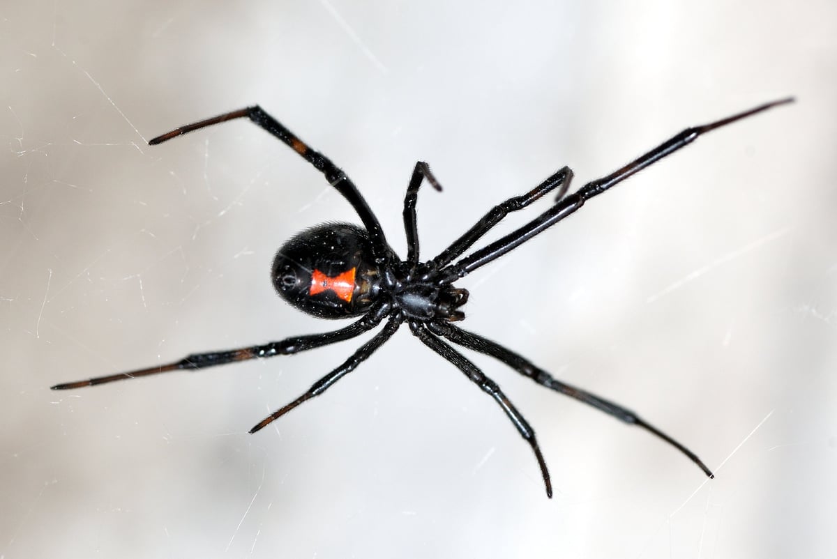 Black widow spider waiting for prey showing common Southern California spider species