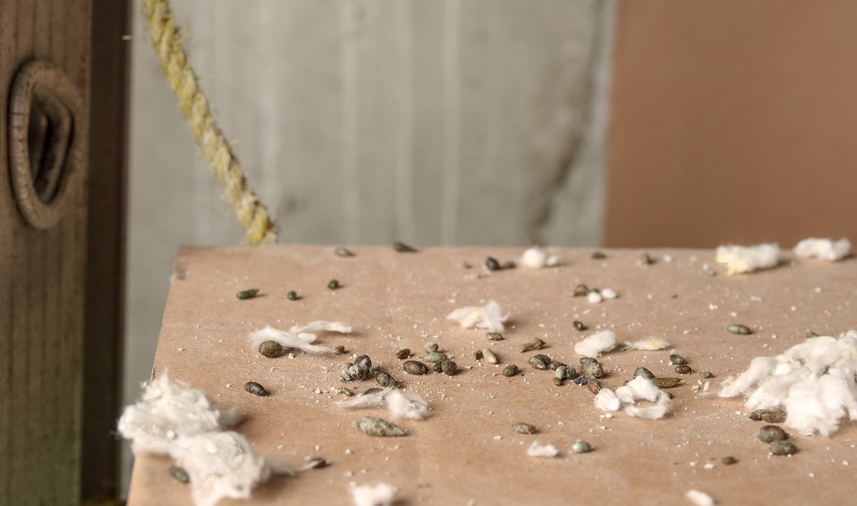Close up of many rodent droppings in service room showing mice infestation signs
