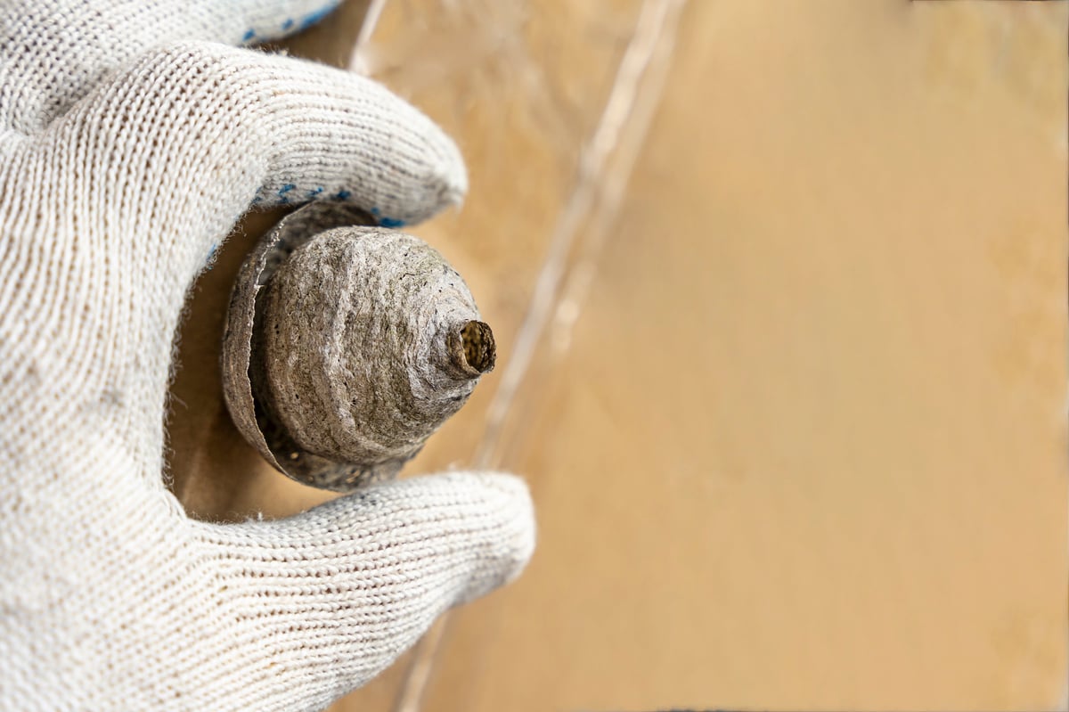 Wasp nest removal services
