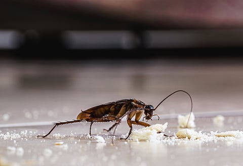 Dirty cockroach walking on the floor eating crumbs of garbage indoors