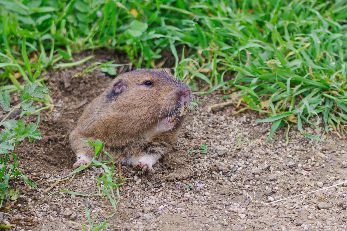 A gopher in its natural habitat