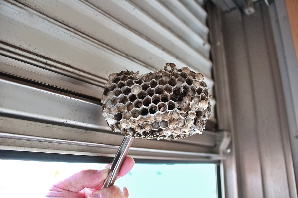 Professional technician removing wasp nest from residential property