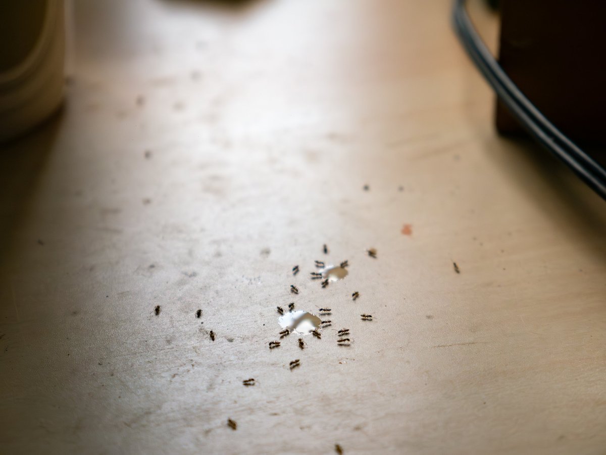 Sugar ants invading a kitchen table showing household ant infestation problem