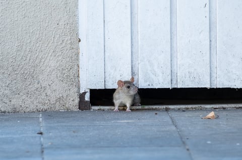 Garden rat peeking out of its hiding place