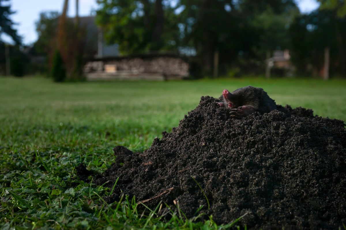 Gopher control and lawn damage