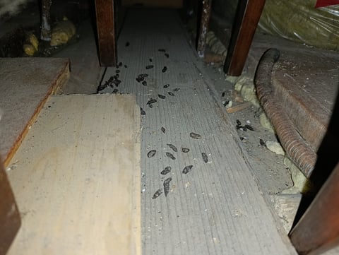 Mouse and Rat Droppings on Wooden Floor in Old Building Attic
