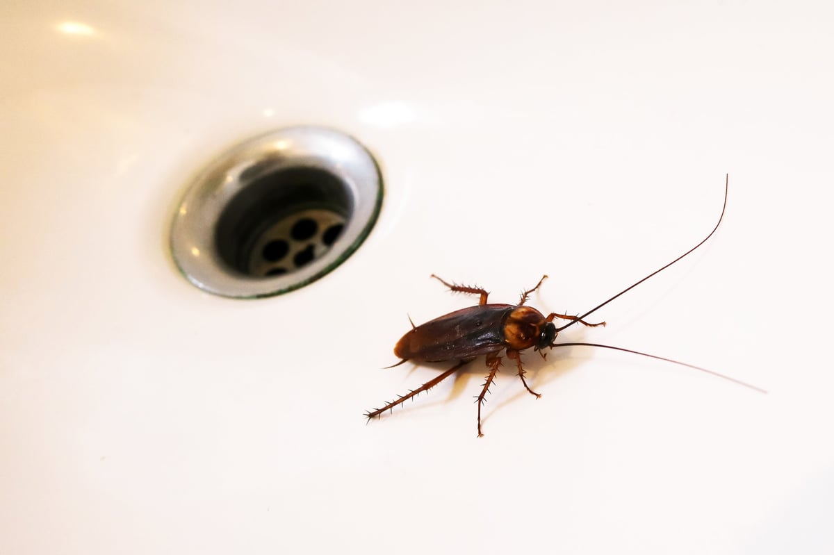 Cockroach on the sink in the bathroom showing residential cockroach infestation