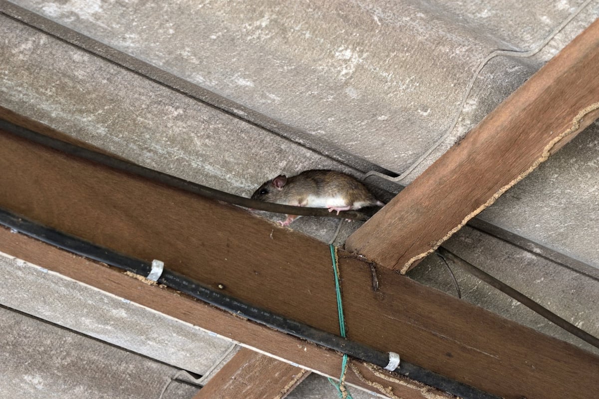 Rat hiding in space between wooden beam and roof tiles showing how rodents enter attics